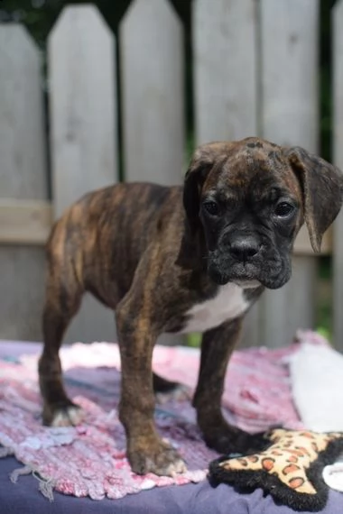   regalo boxer | Foto 0