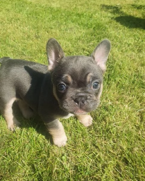 pedigree  bulldog francese. bebs