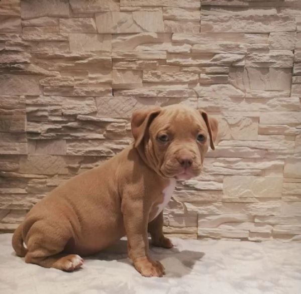 disponibili cuccioli di american pitbull terrier
