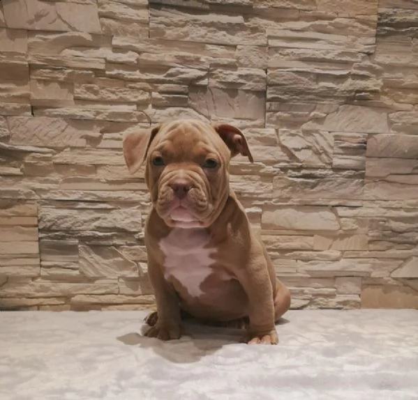 disponibili cuccioli di american pitbull terrier | Foto 0