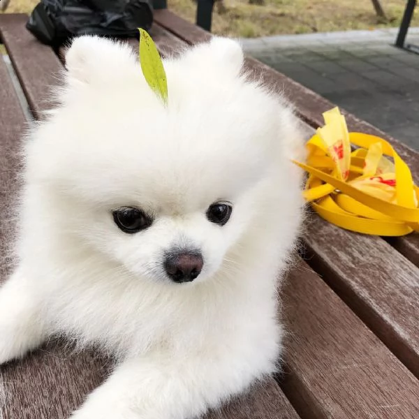 molto urgente !!! regalo pomeranian cuccioli belli e simpatici. maschio e femmina pronti per una cas