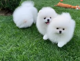 due fantastici cuccioli di pomerania t-cup