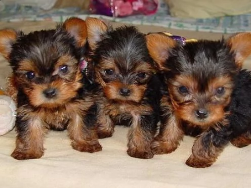 gorgeous teacup yorkie puppies for adoption