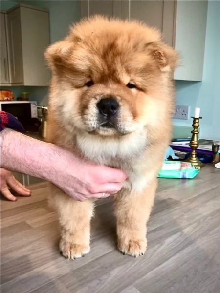  adorabili cuccioli di chow chow impostati per l'adozione,