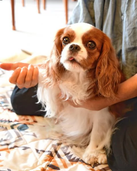regalo cuccioli di razza cavalier king consegna con il libretto sanitario,  il michrochip, vaccinati