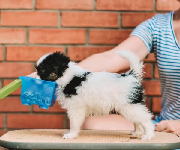 regalo cuccioli di papillon bellissimi cuccioli disponibili, carattere adorabile ,sono docili ed aff