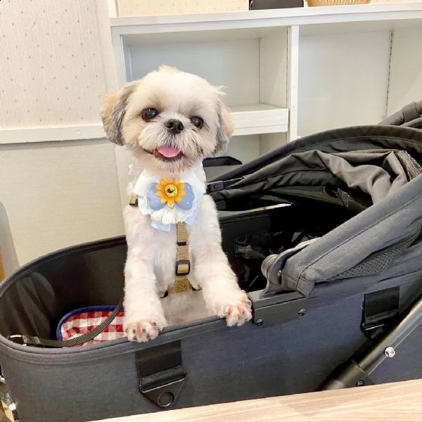 regalo bellissimi cuccioli allevati shih-tzu, colore bianco e nero. due e una feminuccia maschietti.