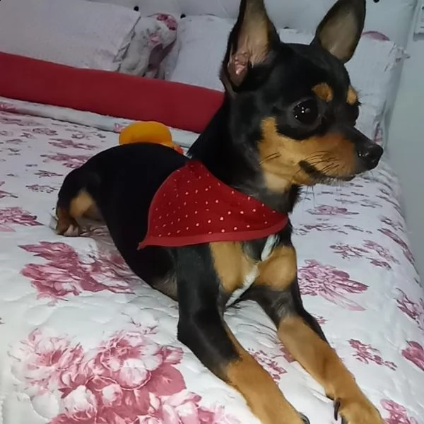 regalo cuccioli di pinscher | Foto 0