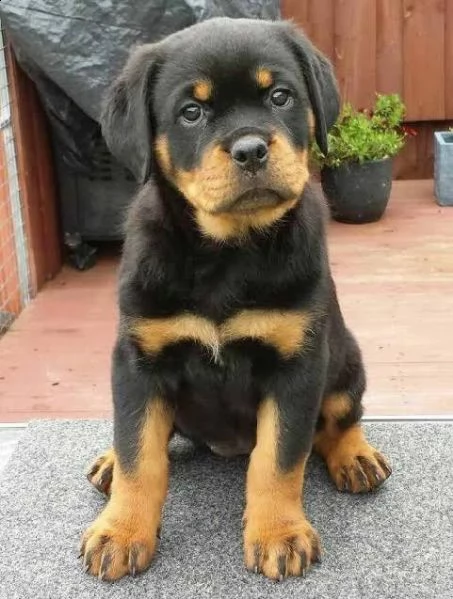 regalo rottweiler