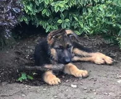 pastore tedesco con certificato di buona salute | Foto 0