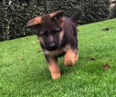 pastore tedesco con certificato di buona salute