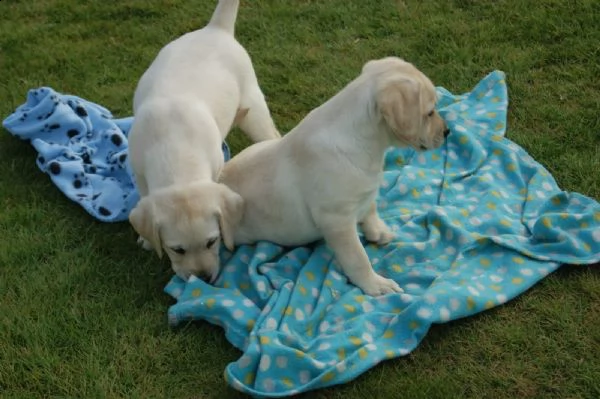 cuccioli di labrador retrievers | Foto 3