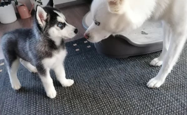 siberian husky con pedigree e occhi azzurri 