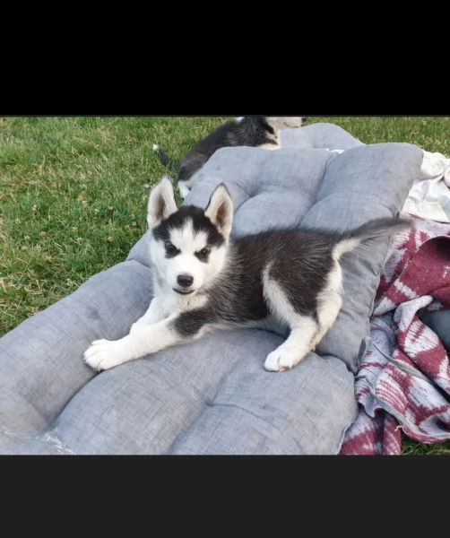 siberian husky con pedigree e occhi azzurri  | Foto 3