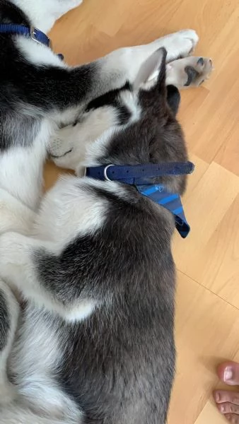 siberian husky con pedigree e occhi azzurri  | Foto 2