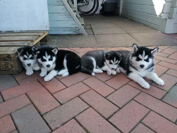 siberian husky con pedigree e occhi azzurri  | Foto 1