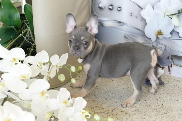 cuccioli bulldog francese blu occhi blu | Foto 3