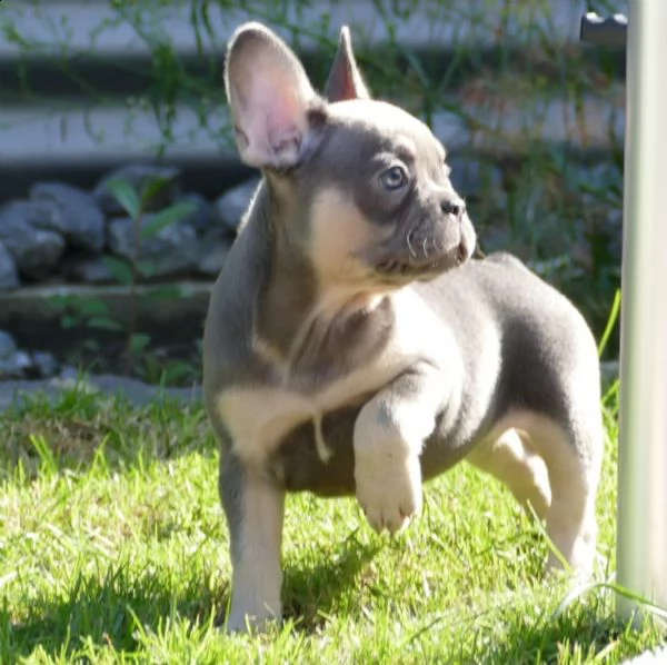 cuccioli bulldog francese blu occhi blu | Foto 2
