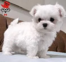 maltese bianco puro pronto per una nuova casa