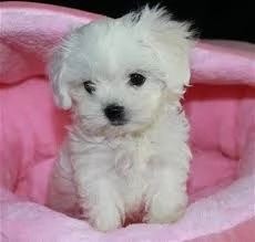 due simpatici cuccioli maltesi