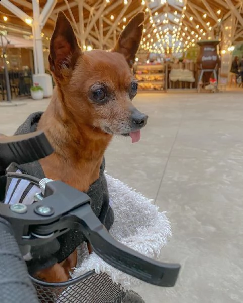 regalo cuccioli di pinscher bellissimi cuccioli disponibili, carattere adorabile ,sono docili ed aff