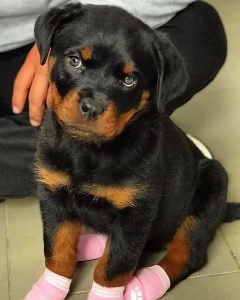 regalo cuccioli rottweiler bellissimi cuccioli di rottweiler di prima scelta in pronta consegna micr