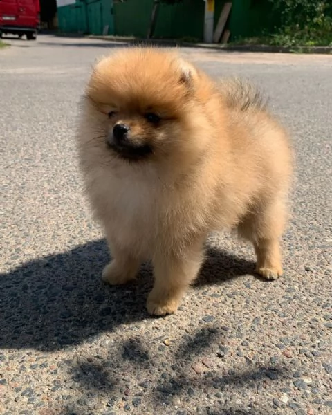 volpino di pomerania cucciolo di 3 mesi,microchippato vaccinato, bellissimo esemplare,altezza al gar