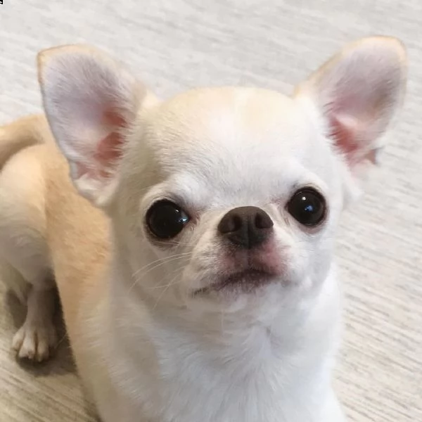 regalo cuccioli dolce e bella chihuahua toy stiamo dando questi nostri cuccioli sani maschi e femmin