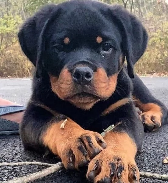 regalo cuccioli rottweiler bellissimi cuccioli di rottweiler di prima scelta in pronta consegna micr
