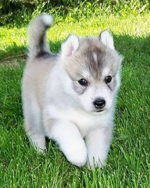davvero ottimi i miei bei cuccioli di siberian husky in termini di giochi.  già vaccinato e disponib