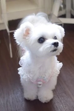 maltese mini toy | Foto 0