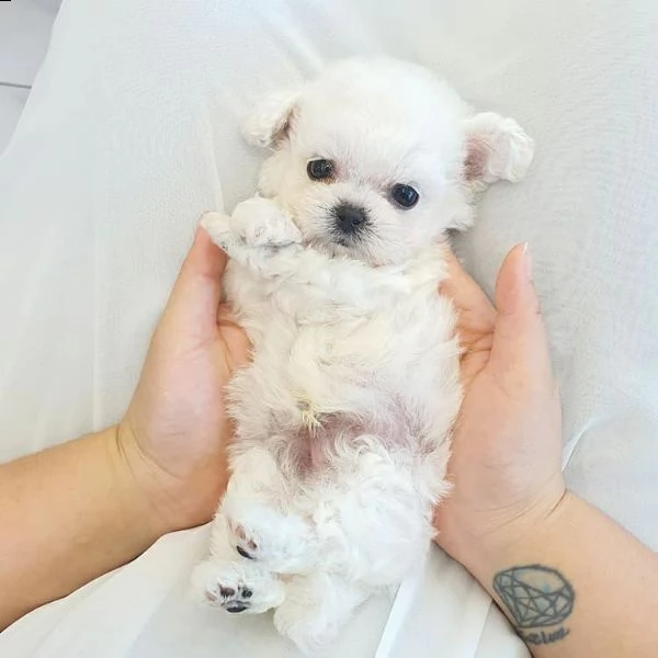 maltese toy
