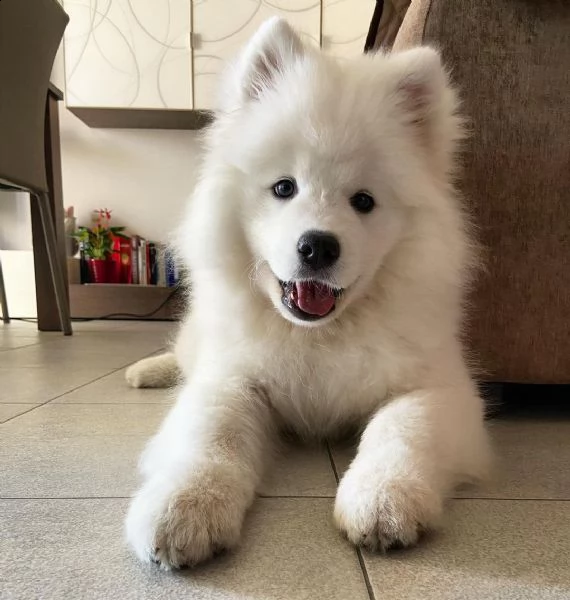 regalo adorabili cuccioli samoiedo femminucce e maschietti disponibili gratuita i cuccioli sono vacc