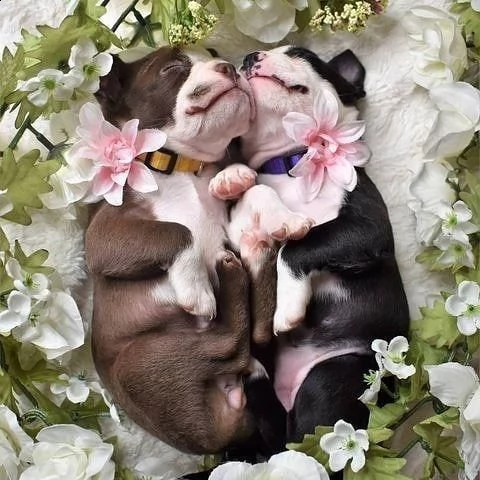 cuccioli di bulldog francese per l'adozione