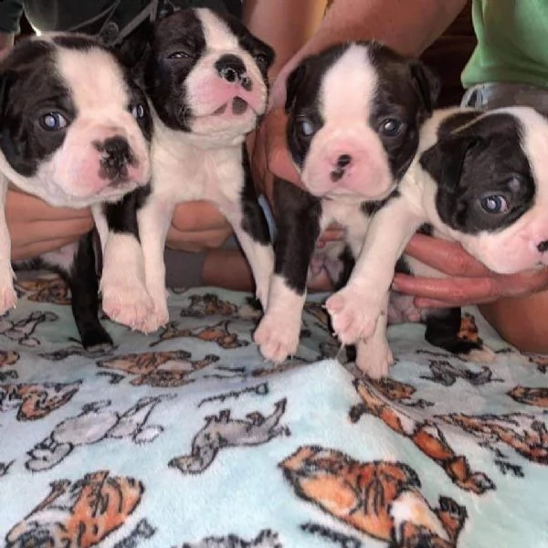 cuccioli di bulldog francese per l'adozione......