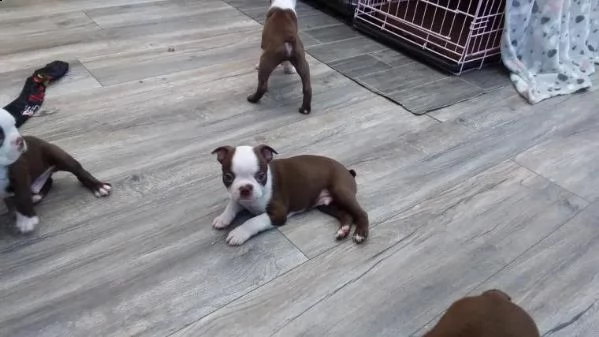 cuccioli di bulldog francese per l'adozione........
