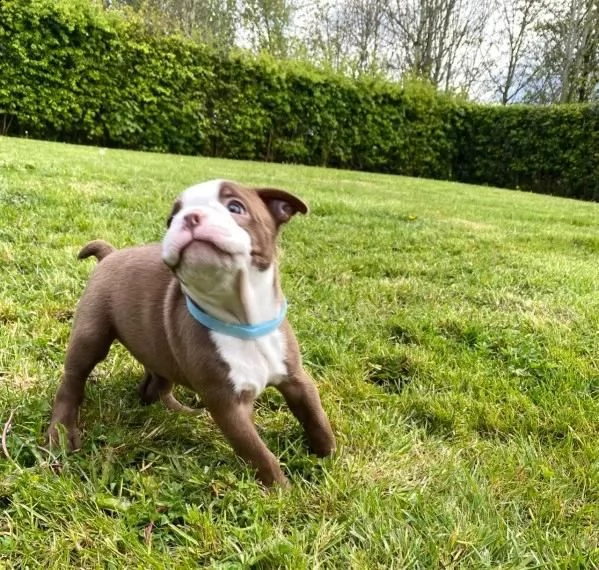 cuccioli di bulldog francese per l'adozione1
