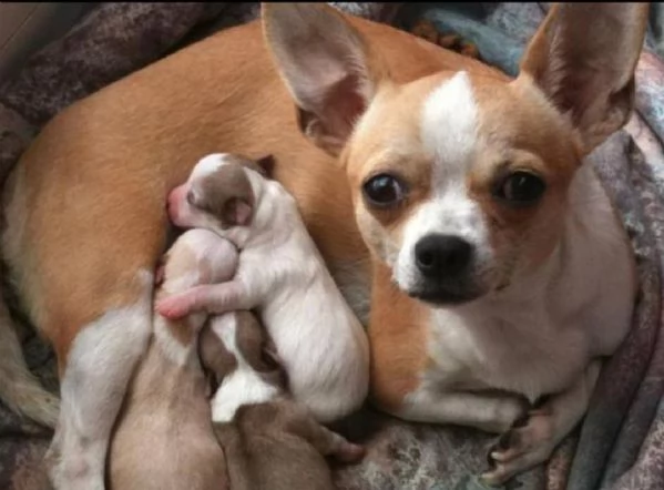  regalo. cuccioli dolce e bella chihuahua toy