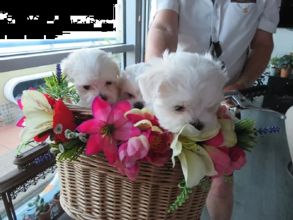  regalo adorabili cuccioli mini maltese  femminucce e maschietti