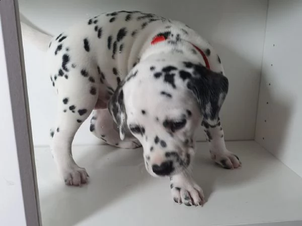  regalo dalmata cuccioli...
