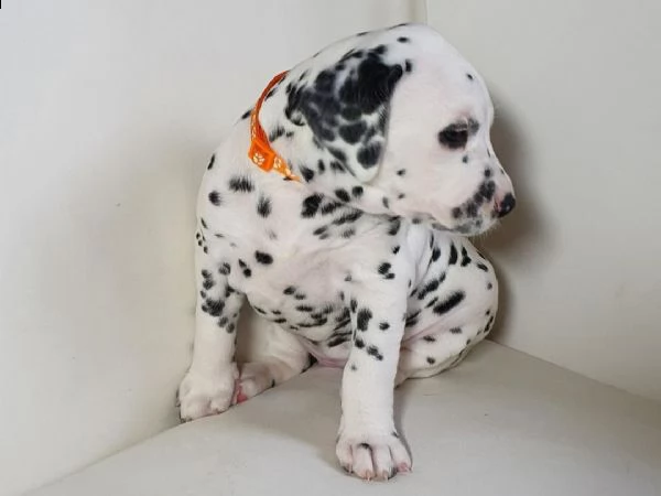  regalo dalmata cuccioli.....