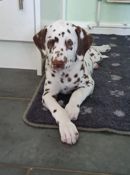  regalo .dalmata cuccioli