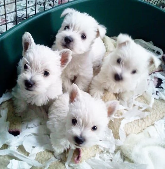 cuccioli di maltese dal viso adorabile