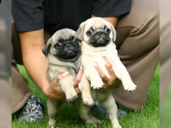 carlino karlino | Foto 0