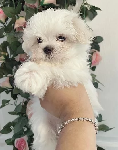 regalo splendidi cuccioli di razza maltese, taglia toy | Foto 0