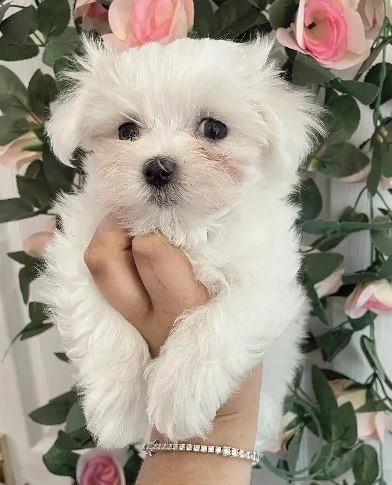regalo splendidi cuccioli di razza maltese, taglia toy