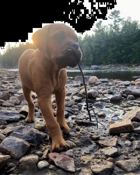 regalo cuccioli bullmastiff  adorabili cuccioli di bullmastiff femmine e maschi disponibili in adozi