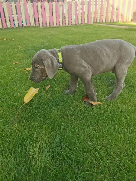 regalo due cucciolo di alano per l'adozione.