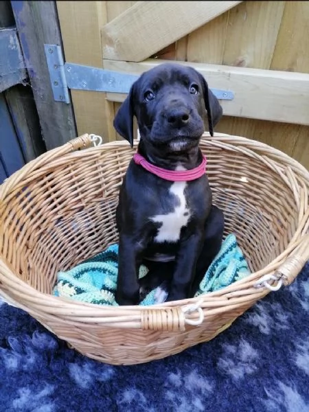 regalo due cucciolo di alano per l'adozione.......