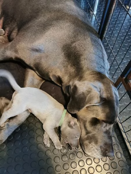 regalo due cucciolo di alano per l'adozione........